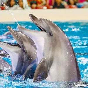 پارک دلفینها